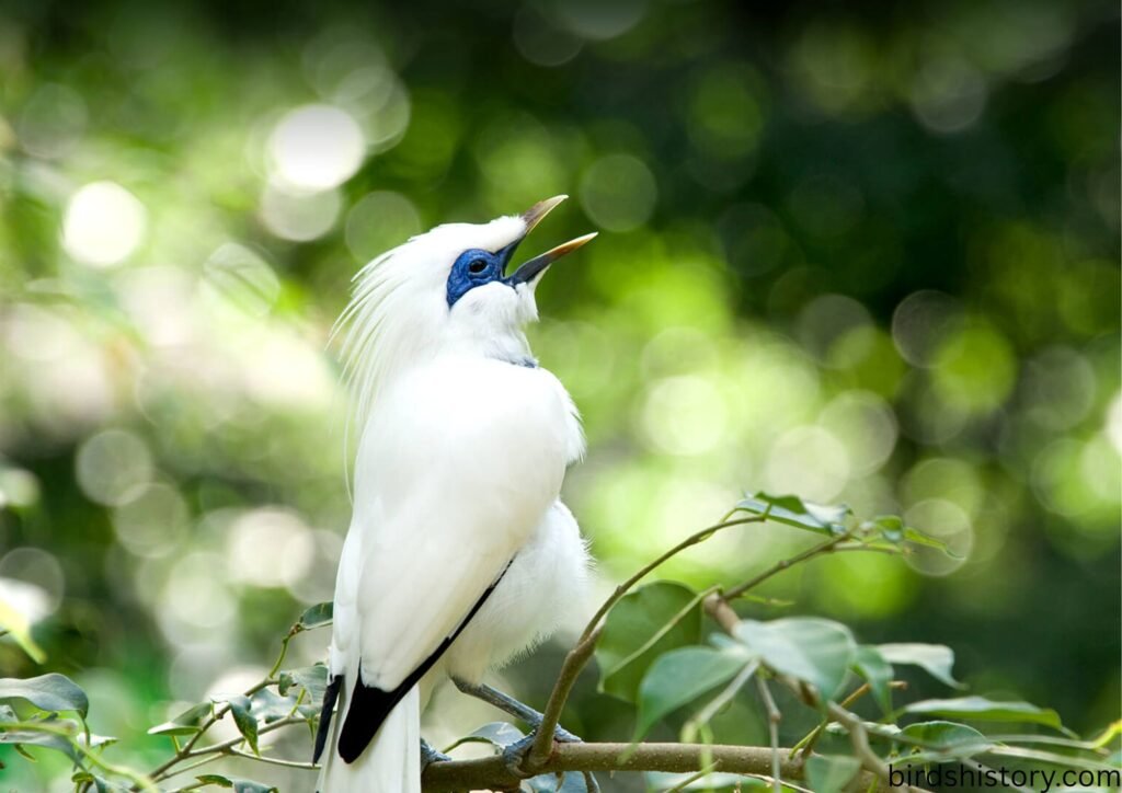 Bali Starling