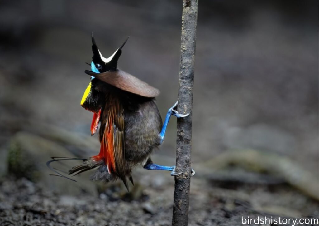 Wilsons Bird of paradise