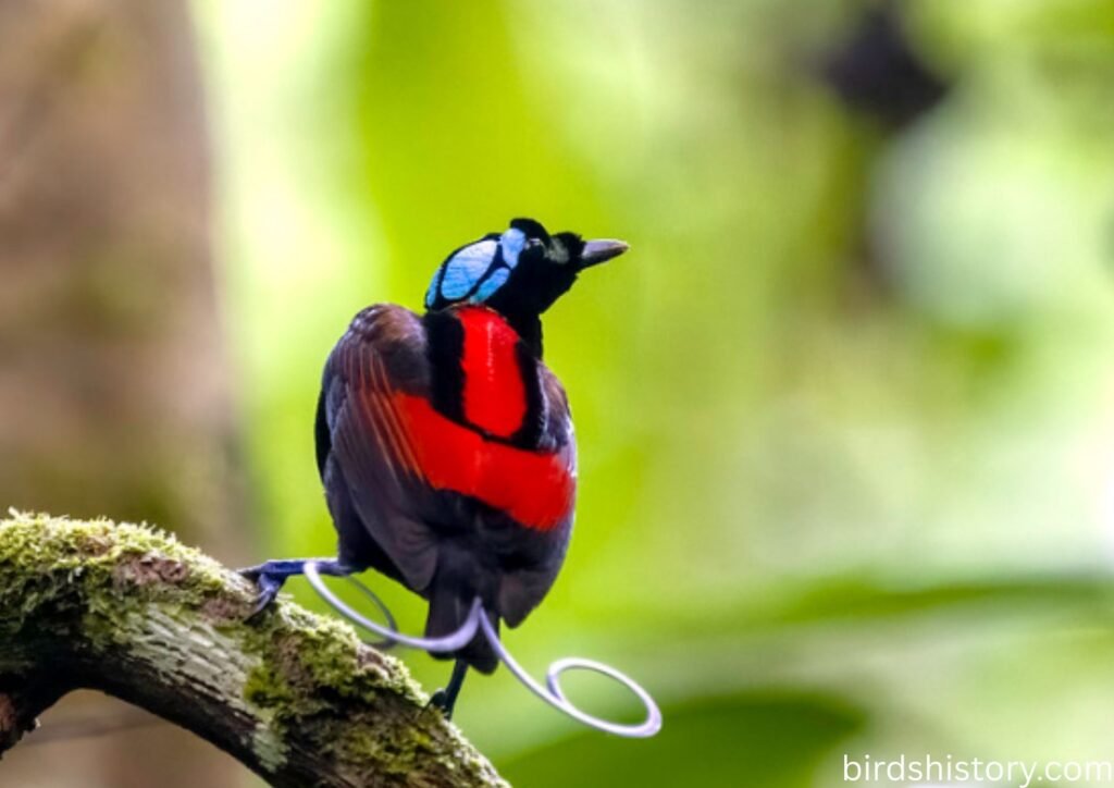 Wilsons Bird of paradise