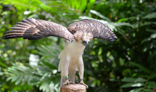 The Philippine Eagle