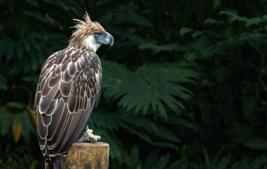 The Philippine Eagle