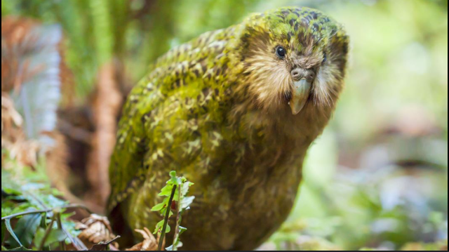 The Kakapo
