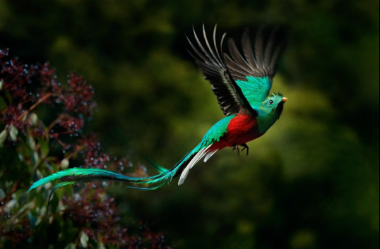 The Resplendent Quetzal bird
