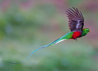 The Resplendent Quetzal bird