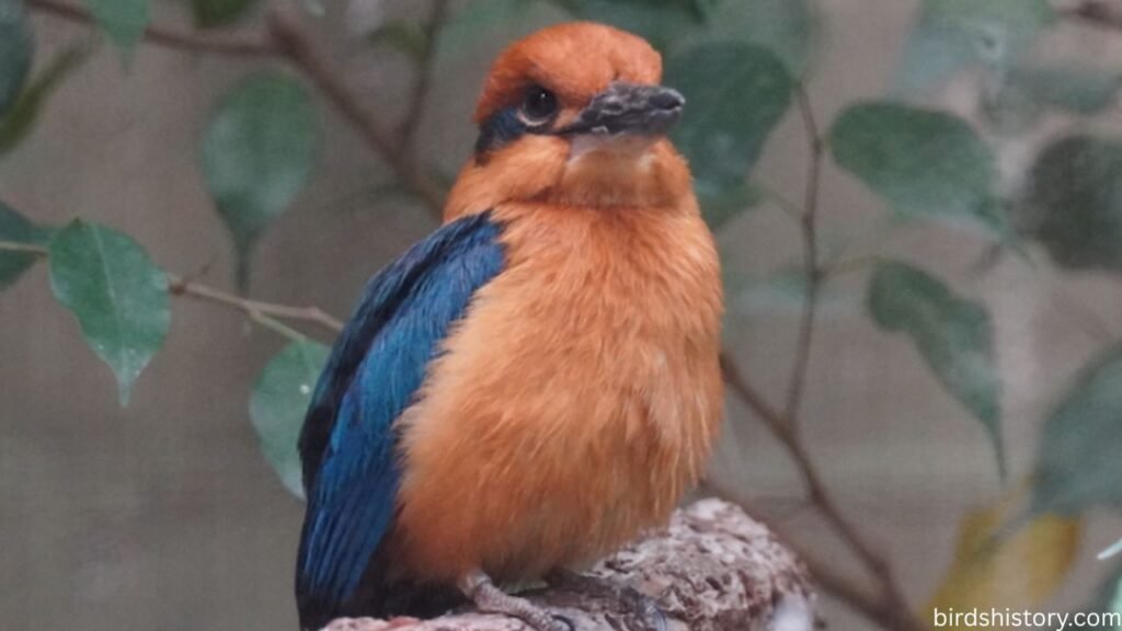 Guam Kingfisher
