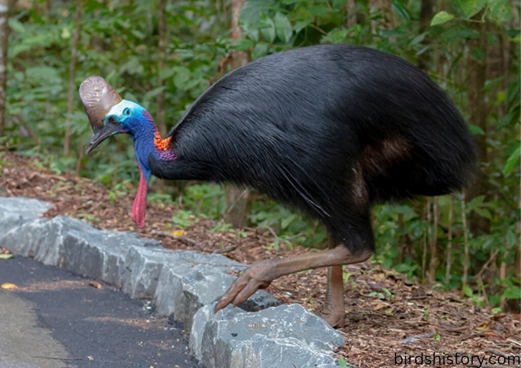Southern Cassowary