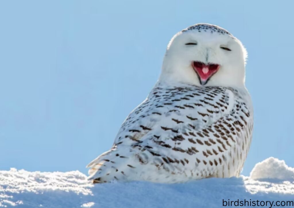The Snowy Owl