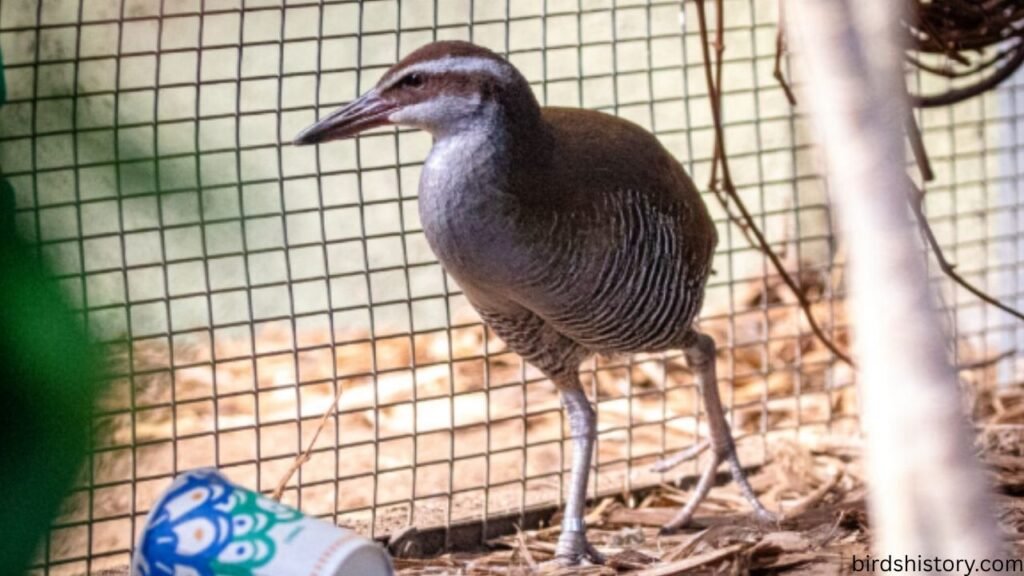 Guam Rail