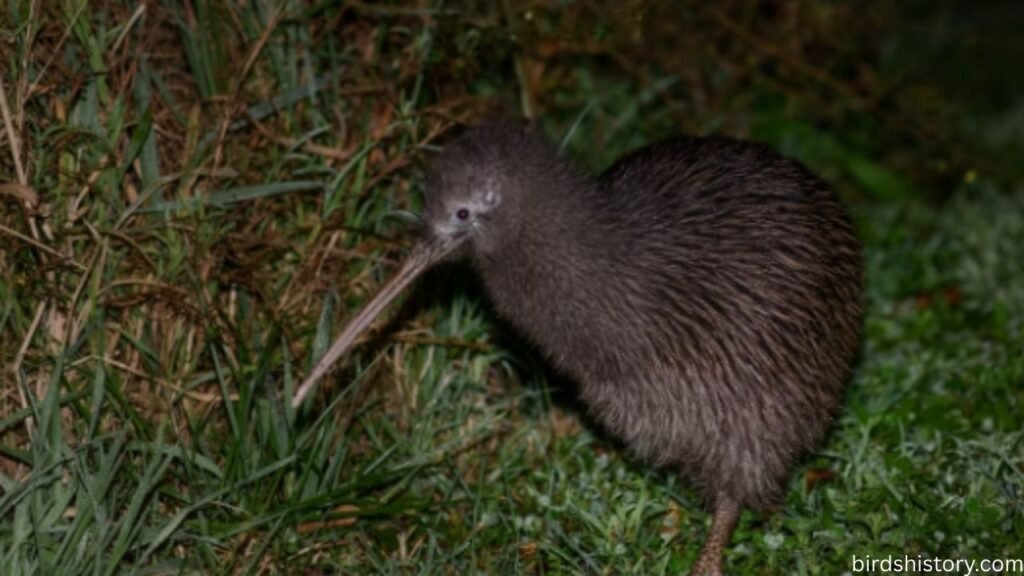 The Ōkārito Kiwi