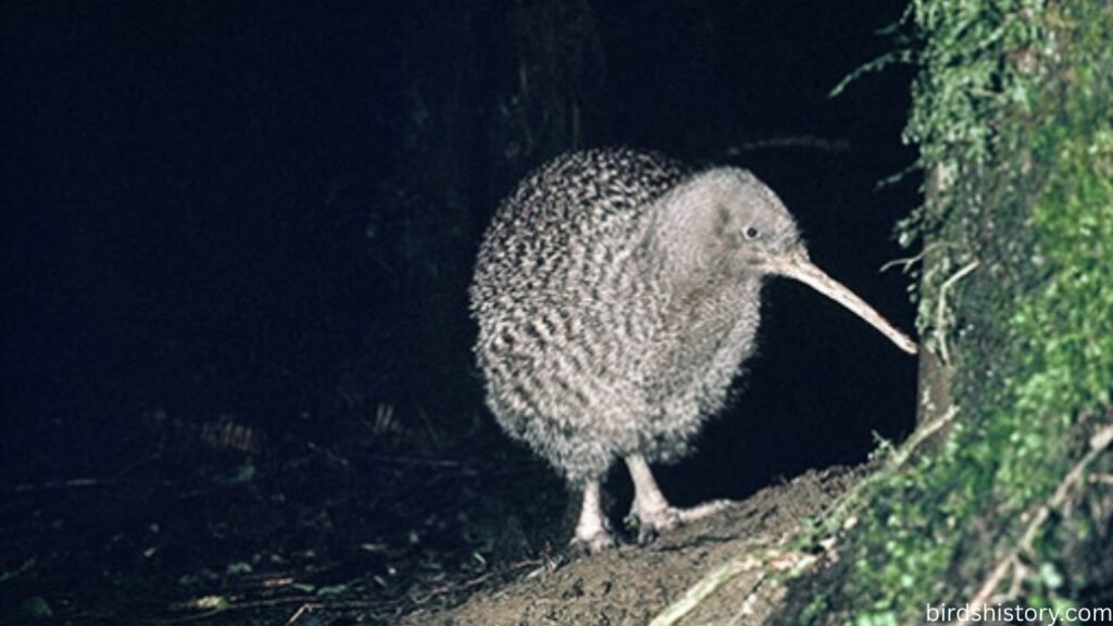 The Great Spotted Kiwi