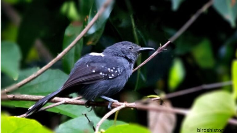 Gray Antwren