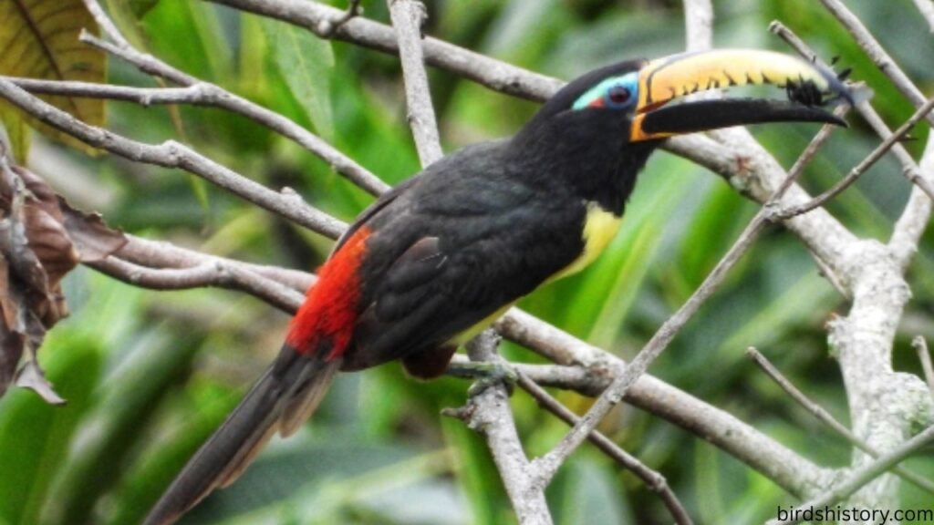 Lettered Aracari