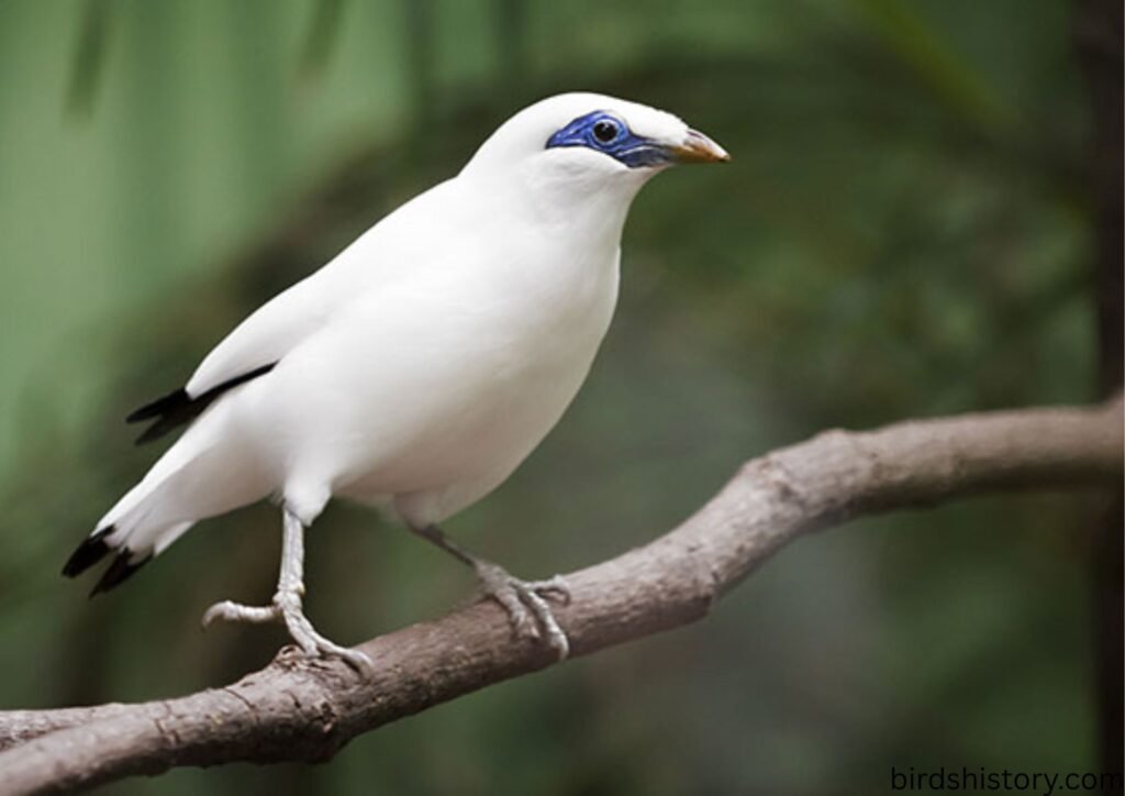 Bali Starling