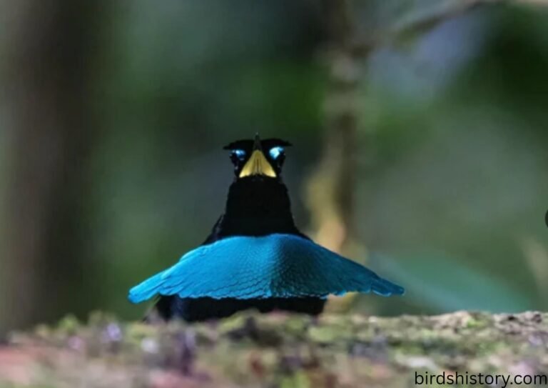 Vogelkop Superb Bird-of-paradise