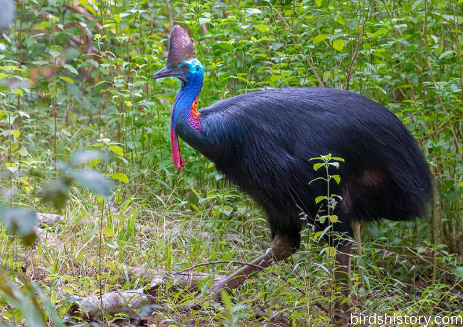 Southern Cassowary