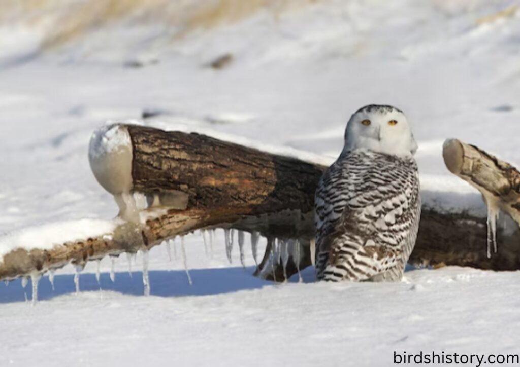 The Snowy Owl