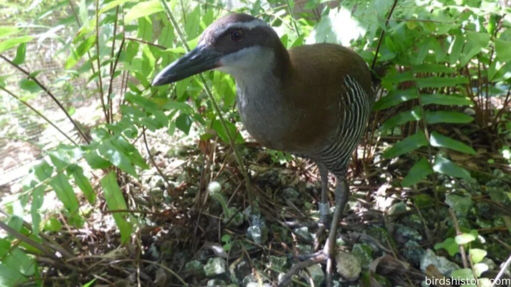 Guam Rail