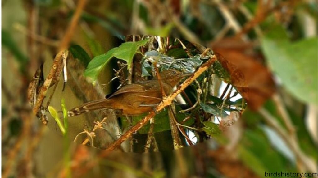 Gray Antwren