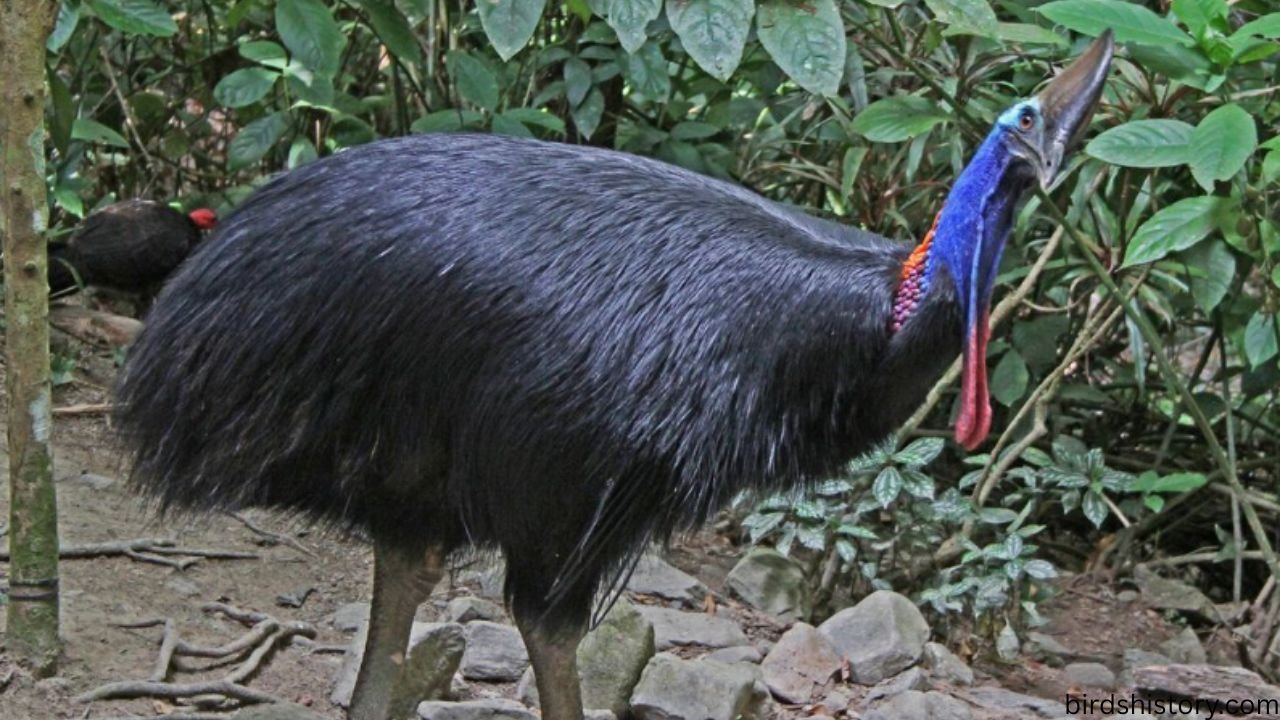 Dwarf Cassowary