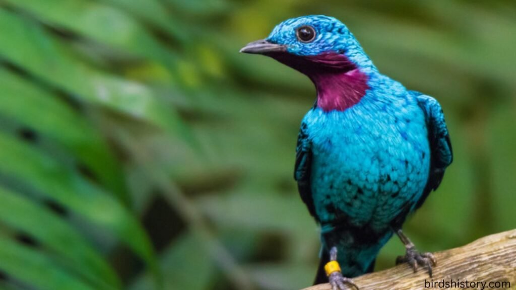 Plum Throated Cotinga