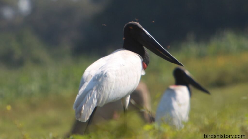 Jabiru Stork