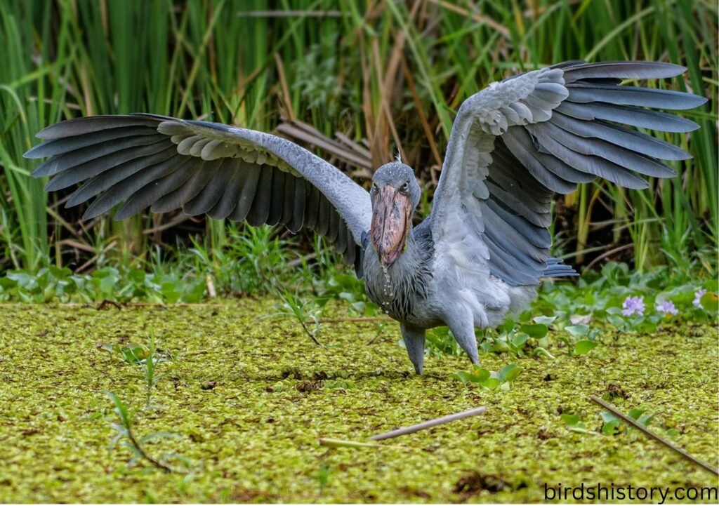 Shoebill