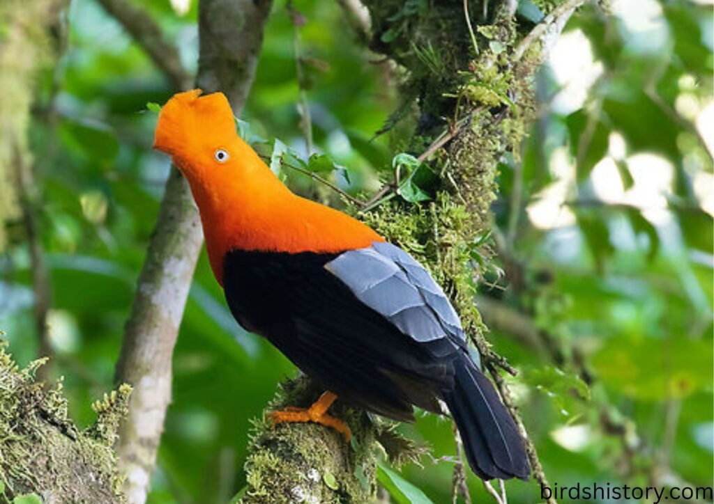 Andean Cock-of-the-Rock