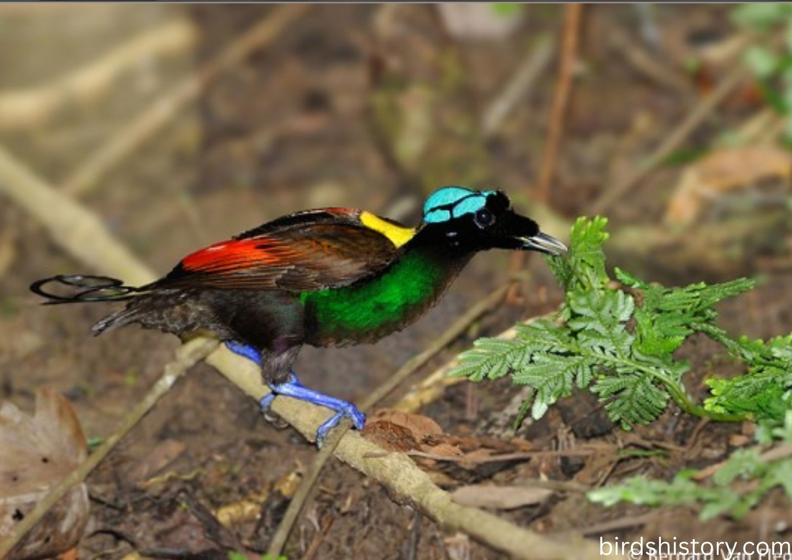 Wilsons Bird of paradise: Nature’s Living Jewel