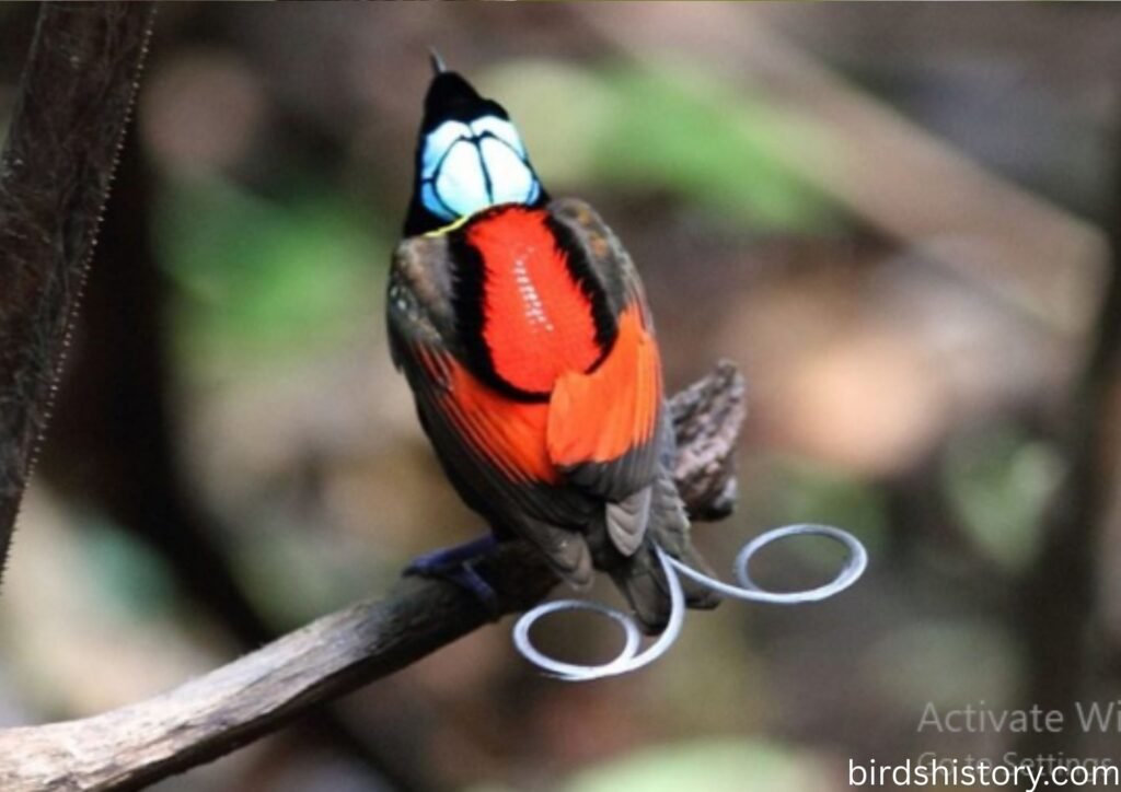 Wilsons Bird of paradise