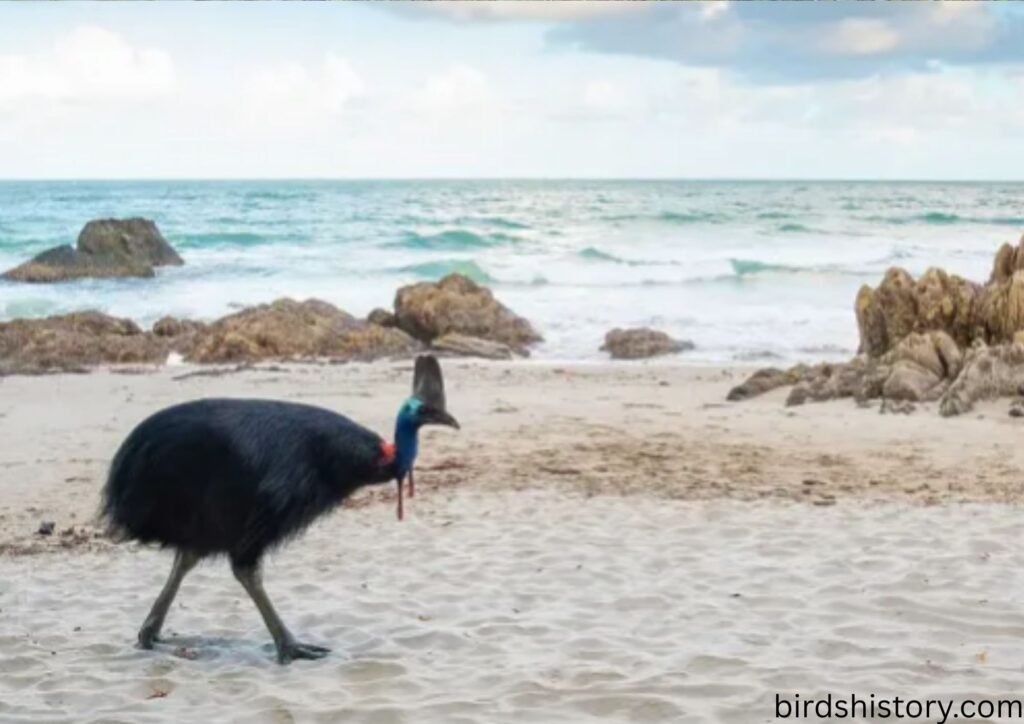 Southern Cassowary