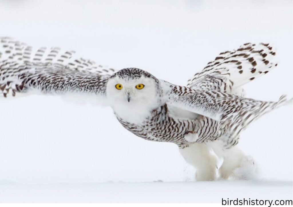 The Snowy Owl