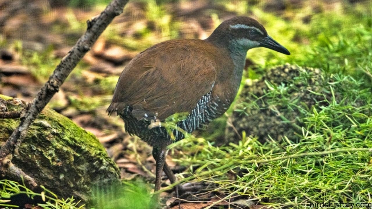 Guam Rail