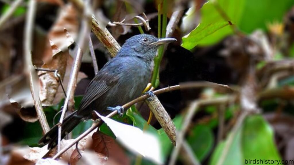 Gray Antwren