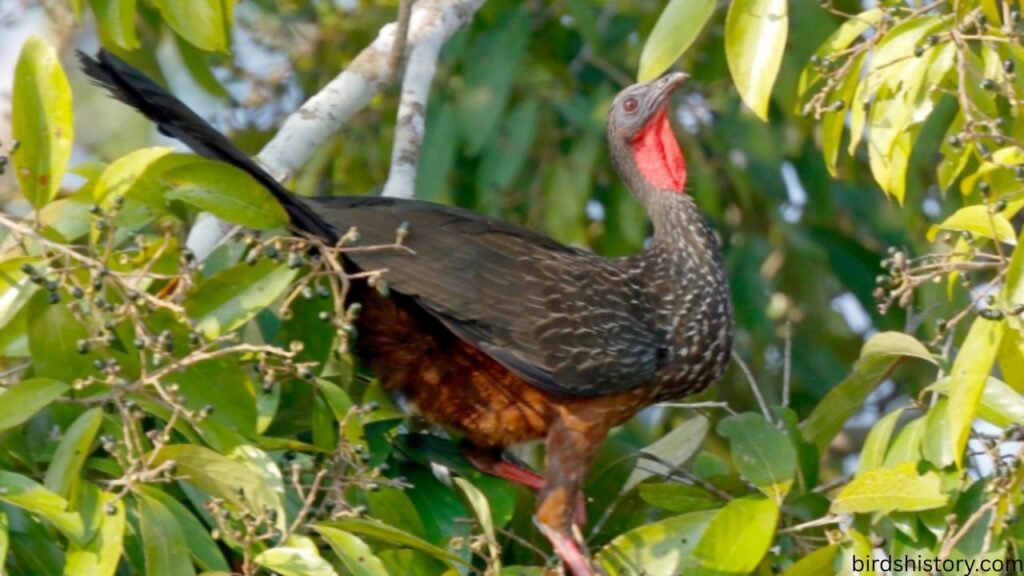 Spix’s Guan
