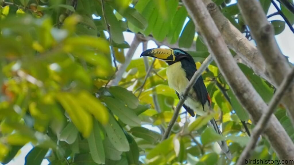 Lettered Aracari
