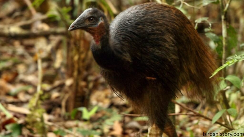 Dwarf Cassowary