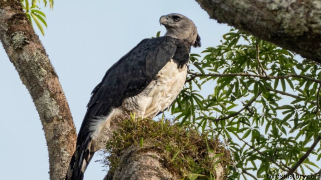 Harpy Eagle