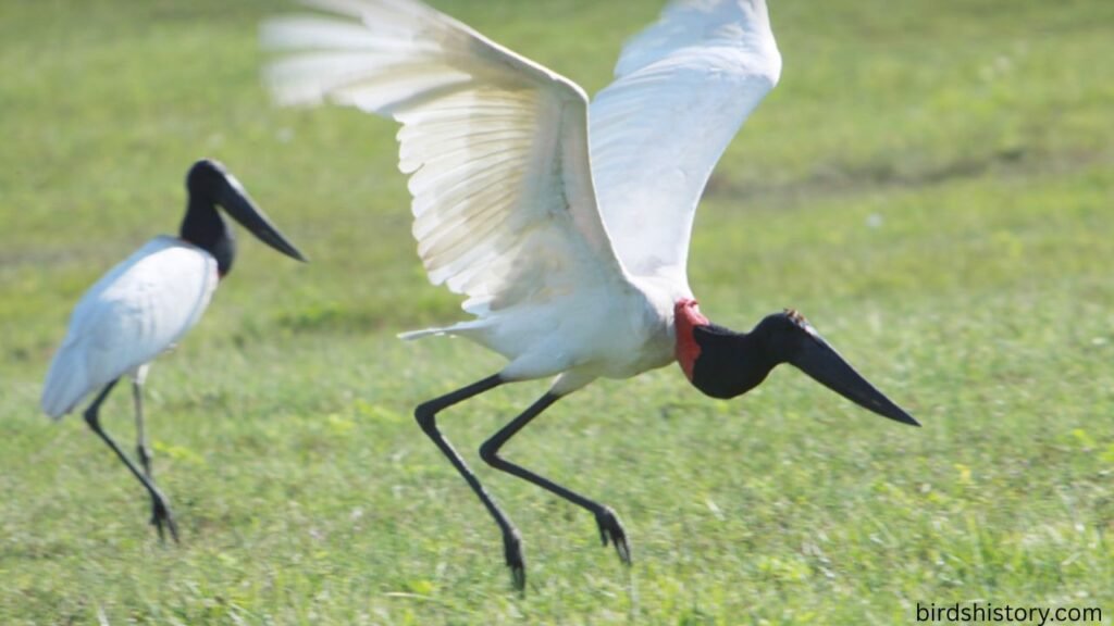 Jabiru Stork