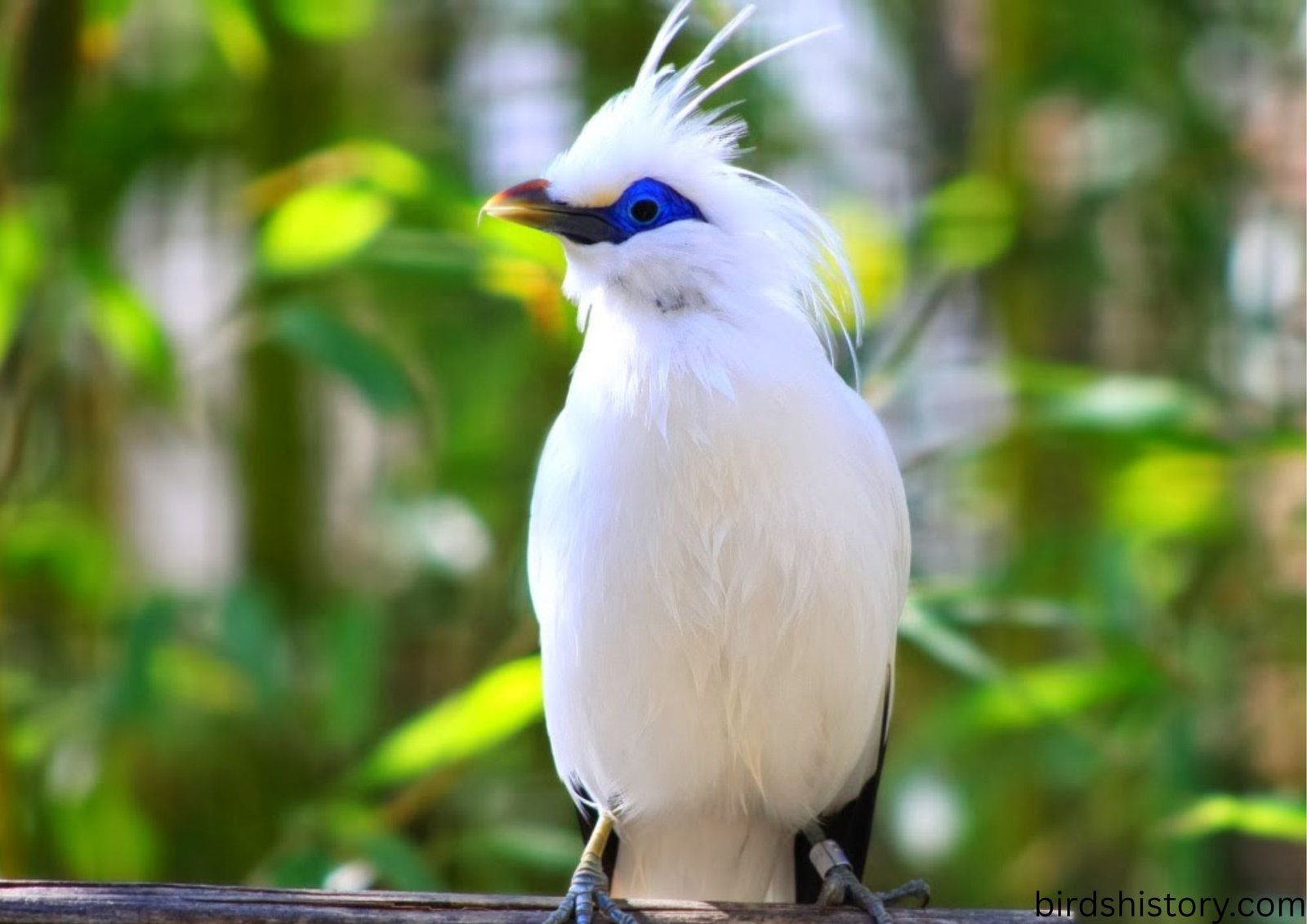 Bali Starling