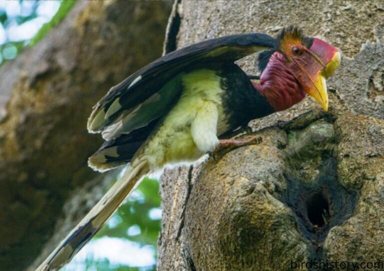 Helmeted Hornbill