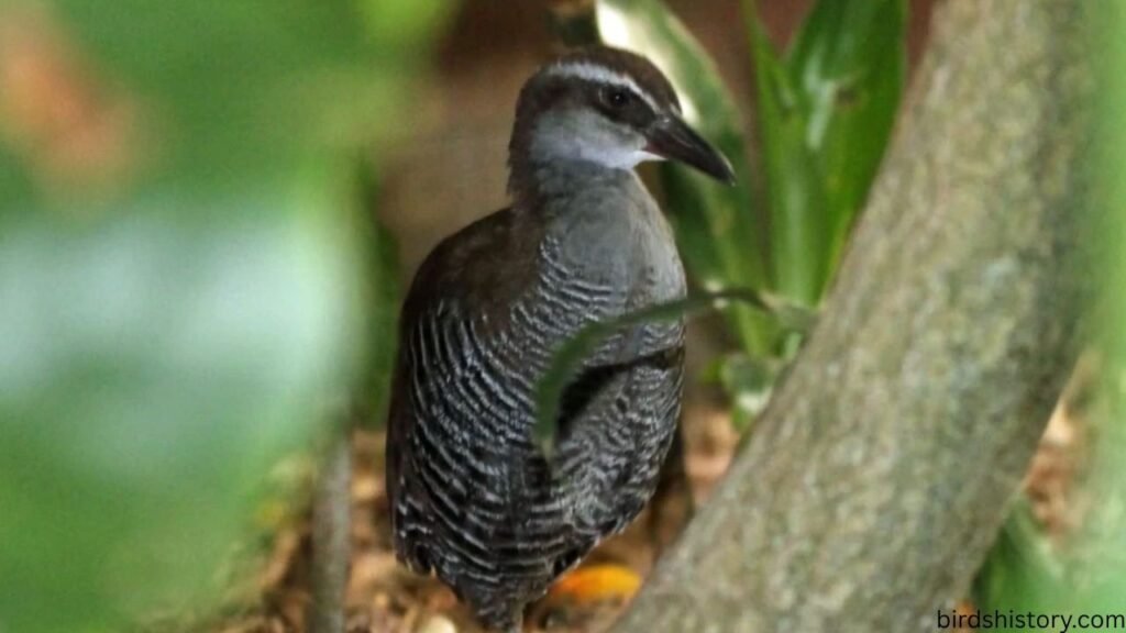 Guam Rail