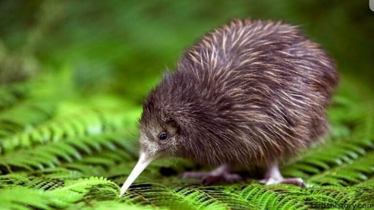 The Ōkārito Kiwi