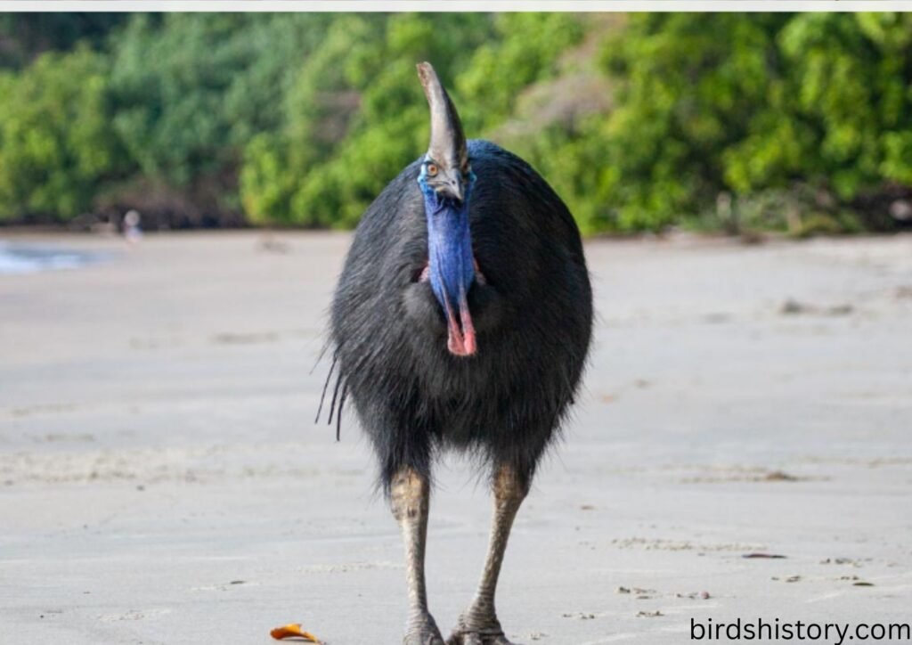 Southern Cassowary