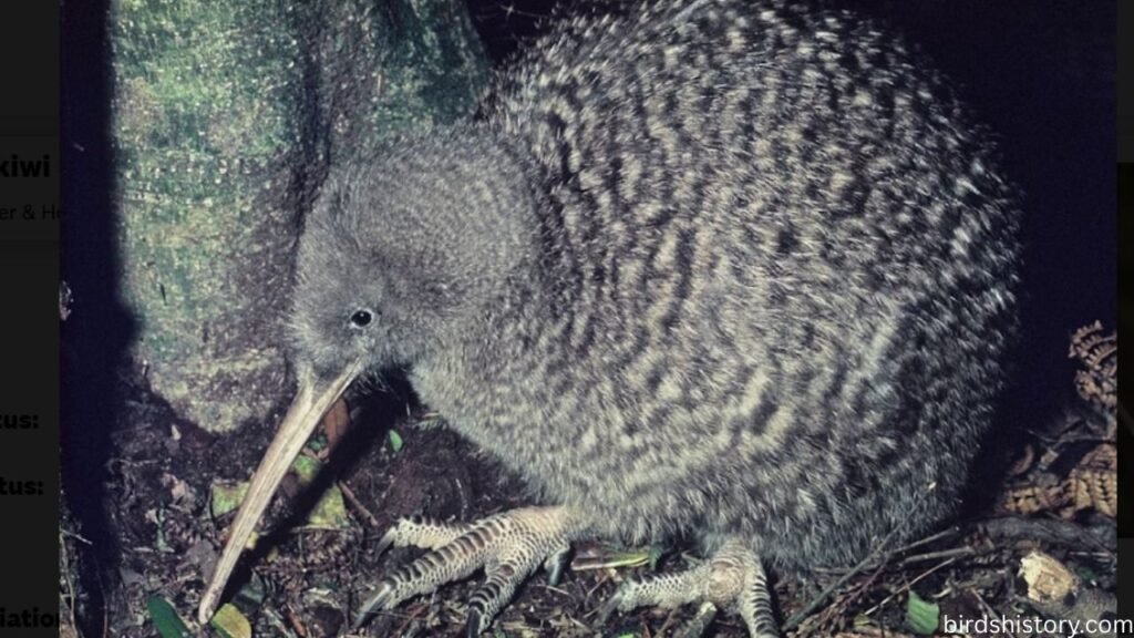 The Great Spotted Kiwi