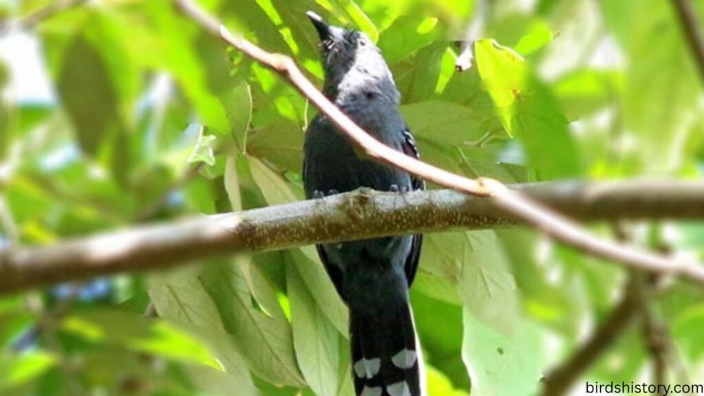 Gray Antwren