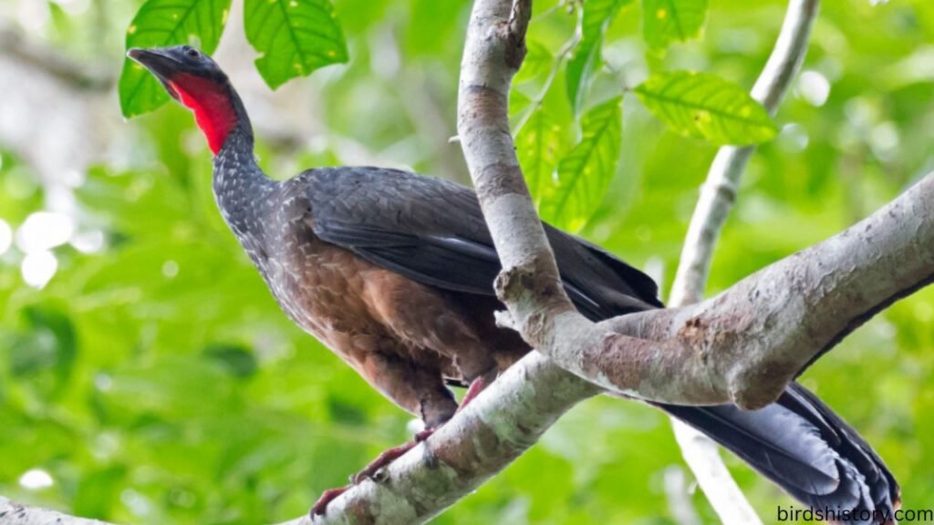 Spix’s Guan