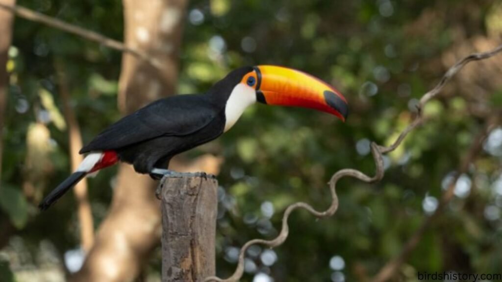 Toco Toucan