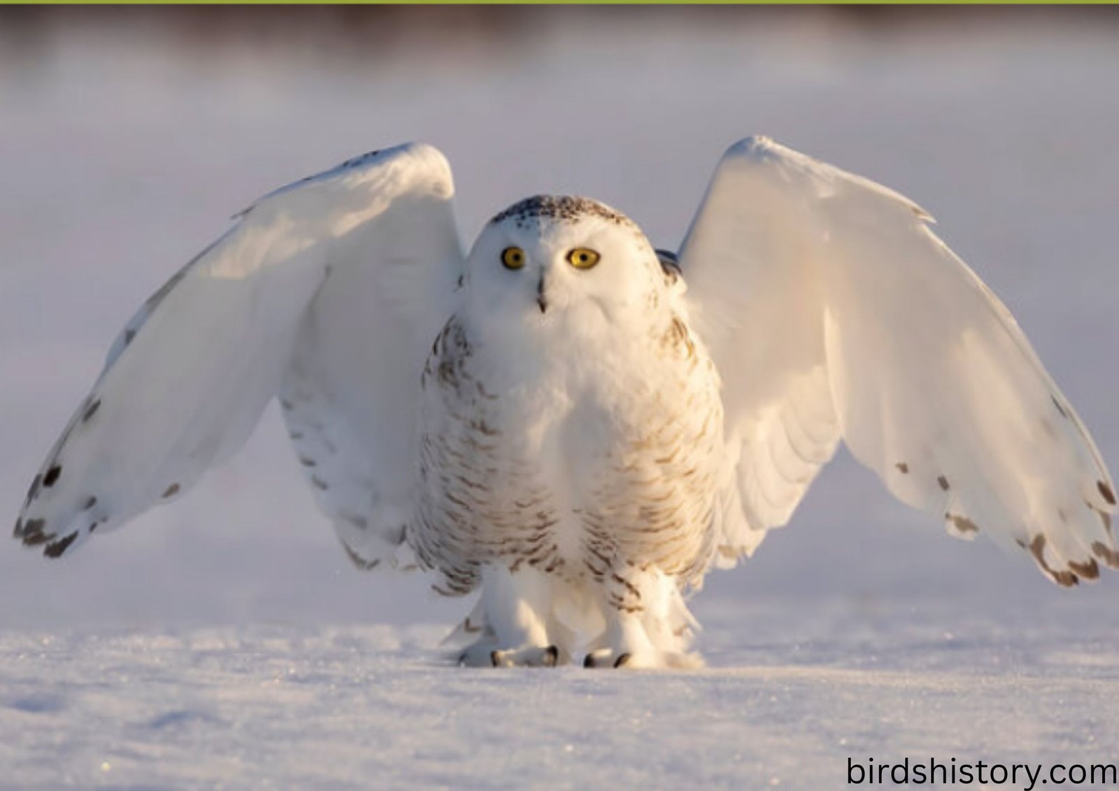 The Snowy Owl