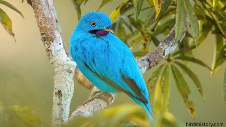 Plum Throated Cotinga