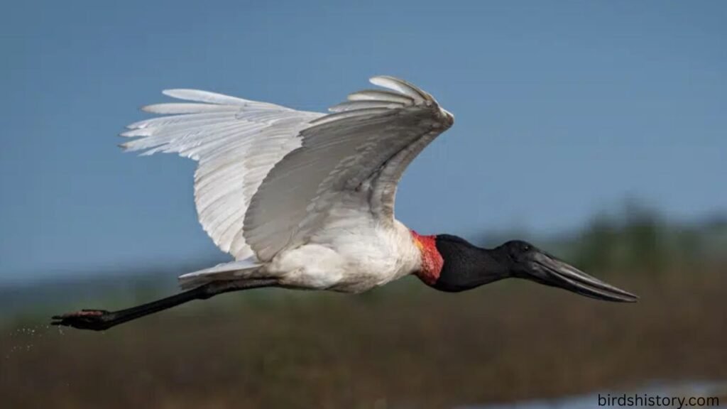 Jabiru Stork
